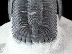 Aesthetic, Hollardops Trilobite - Great Eyes #57778-4